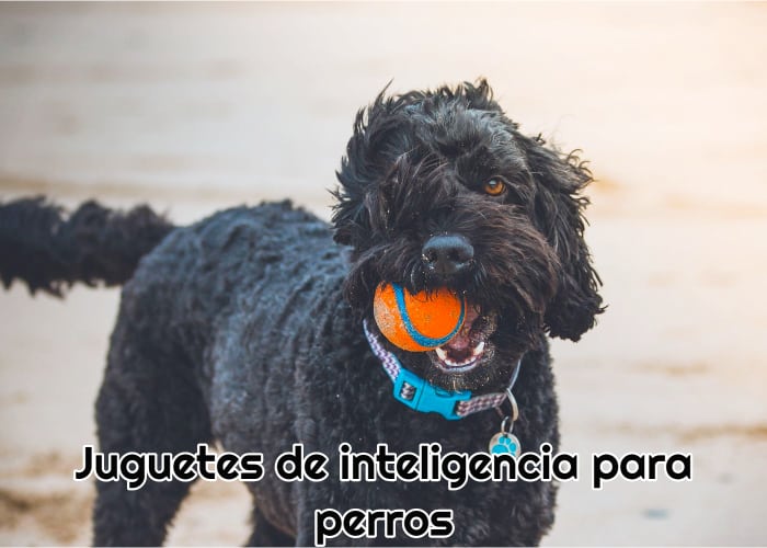 Juguetes de inteligencia para perros