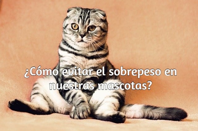 Cómo evitar el sobrepeso en nuestras mascotas