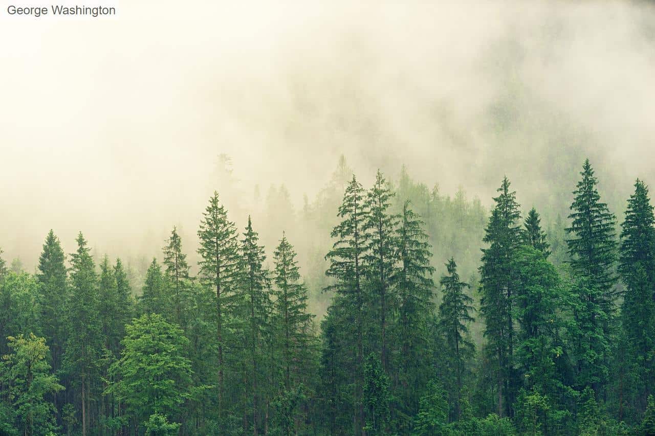 forest, laptop wallpaper, trees
