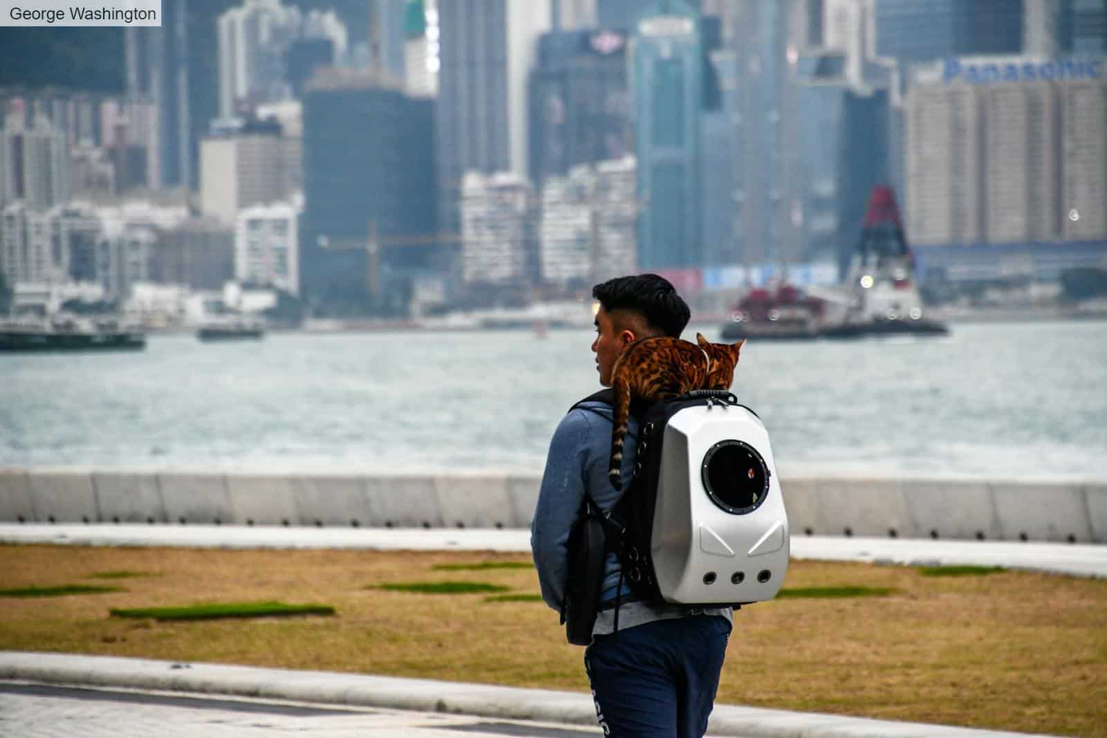 destino para viajar con gato